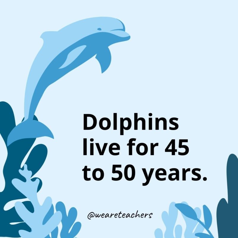 Dolphins live for 45 to 50 years.
