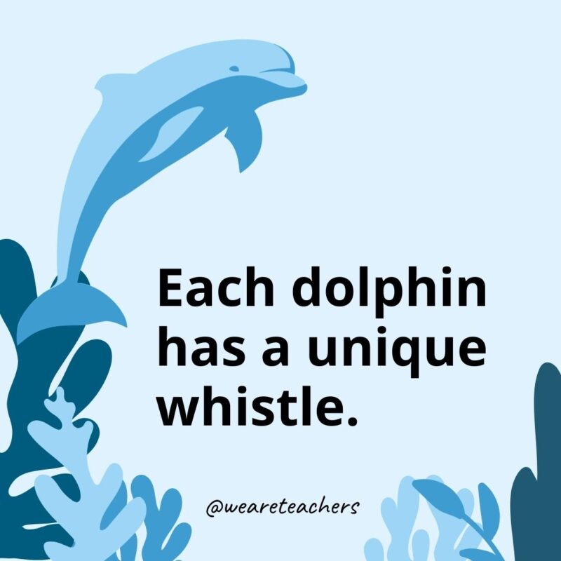 Each dolphin has a unique whistle.