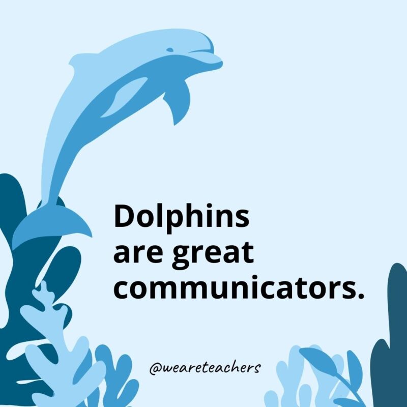 Dolphins are great communicators.