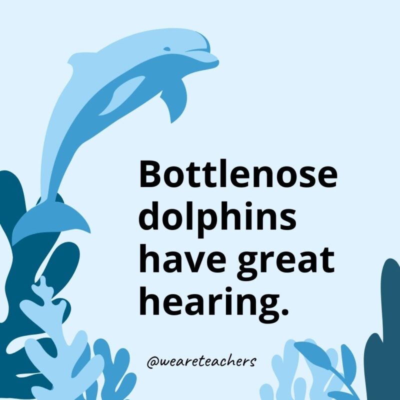 Bottlenose dolphins have great hearing. 