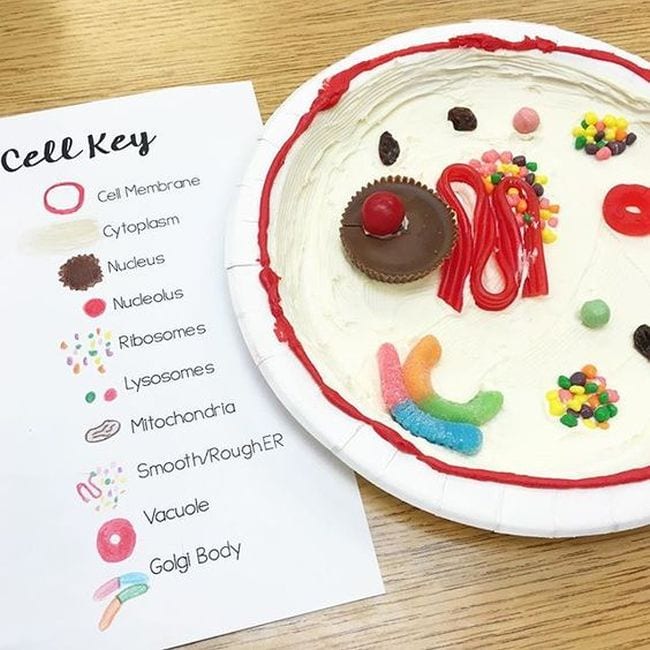 Edible cell model made of candies on a paper plate with cell key worksheet