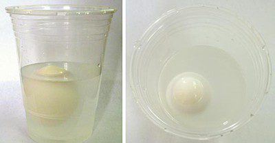 Explore density using an egg and salt water.