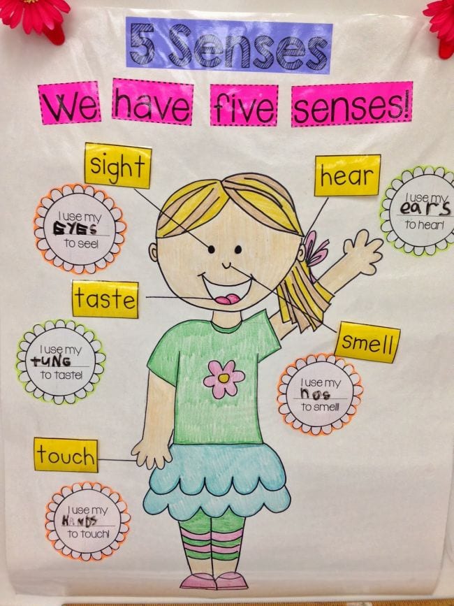 Anchor Chart Five Senses School Classroom Classroom I - vrogue.co