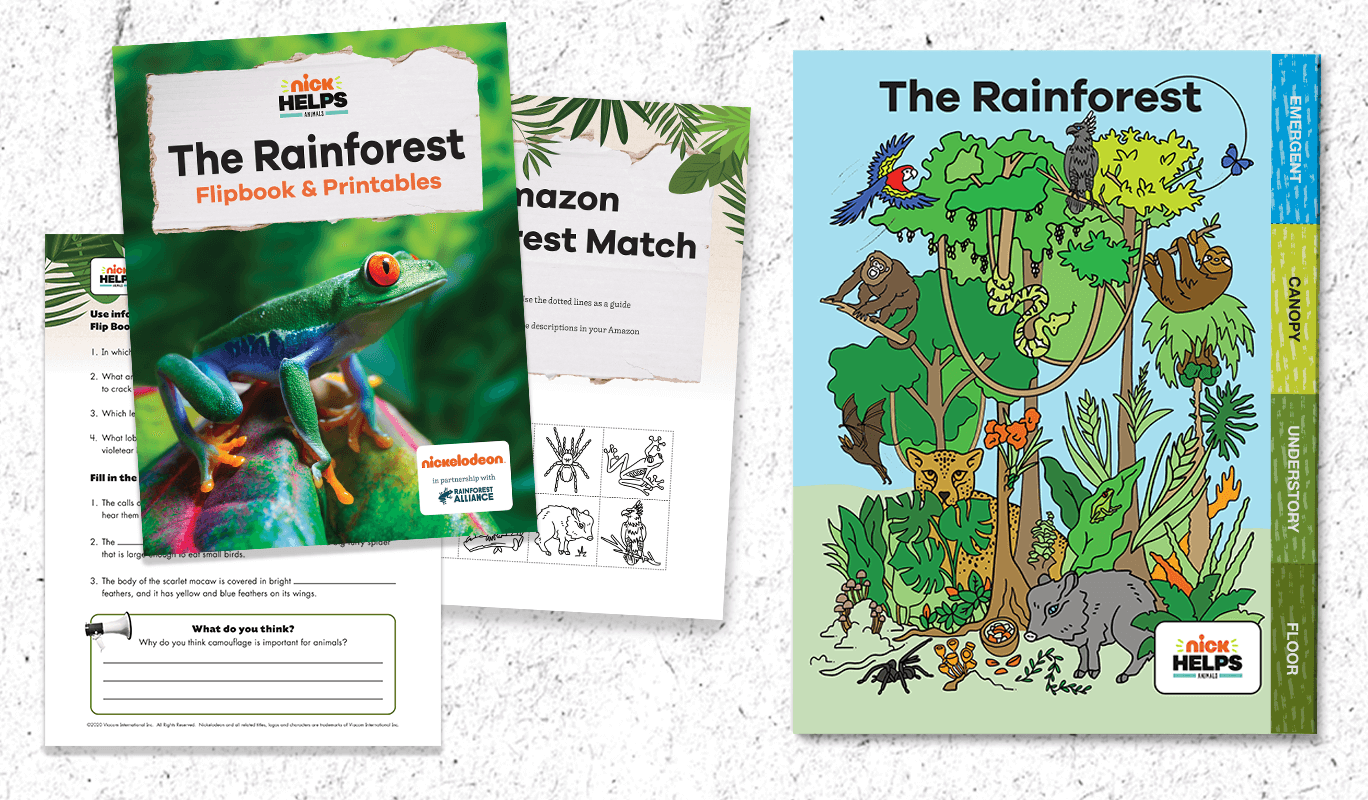 Printable Rainforest Animal Flipbook For Grades 3 5