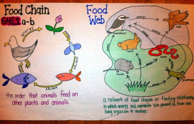 17-cool-ways-to-teach-food-webs-and-food-chains-in-person-and-online