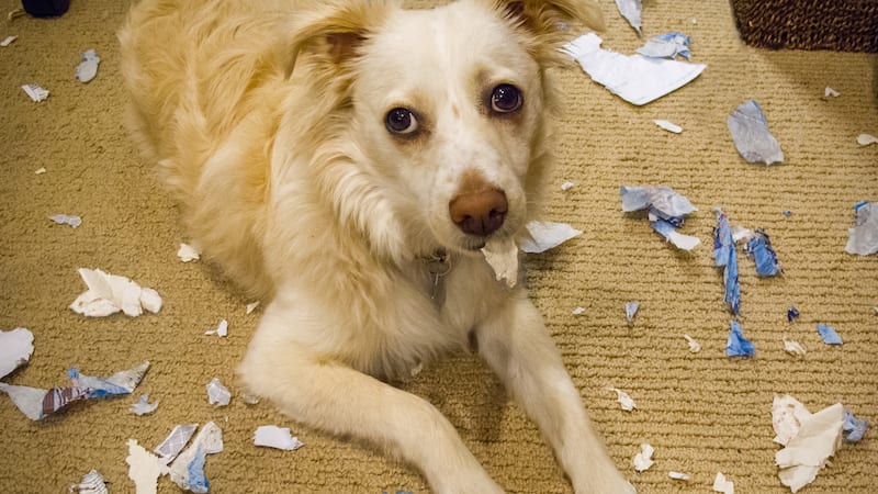 what if your dog actually ate your homework