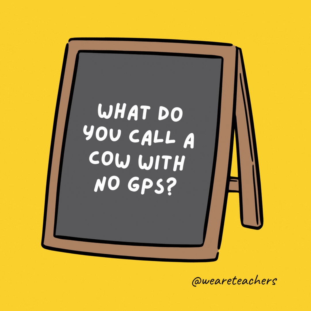 ماذا تسمي بقرة بدون GPS؟  فقدت الضرع.