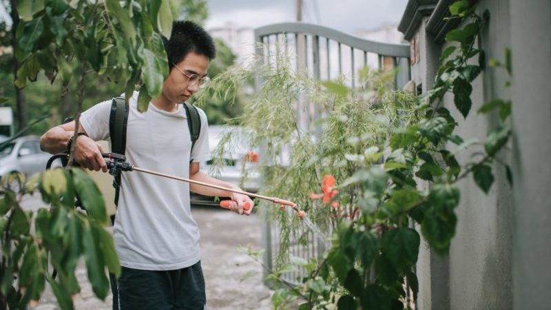 Asian teen using water sprayer on a plant Environmental Volunteer Projects for Teens