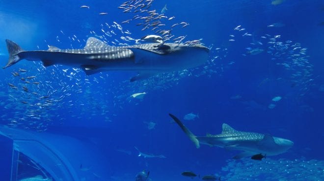 Two sharks swimming around a pool of fish.