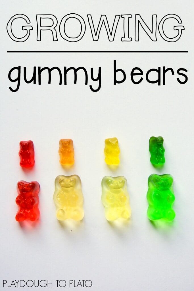 four regular size gummy bears on top of four supersized gummy bears