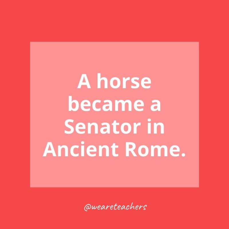 A horse became a Senator in Ancient Rome.