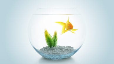 How I Use FishBowl Discussions to Engage Every Student