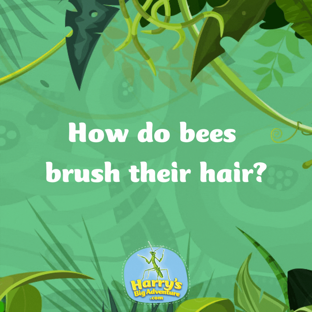 How to bees brush their hair? With a honeycomb! Bug puns for kids