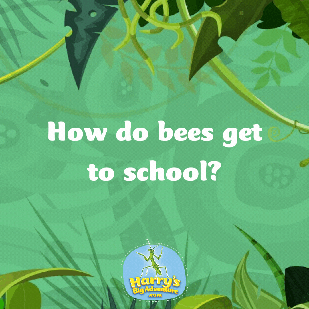 How do bees get to school? On the school buzz! Bug puns for kids.