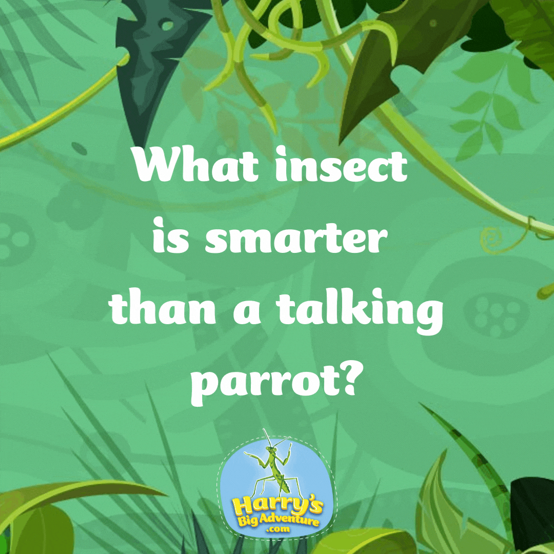 What insect is smarter than a talking parrot? A spelling bee!