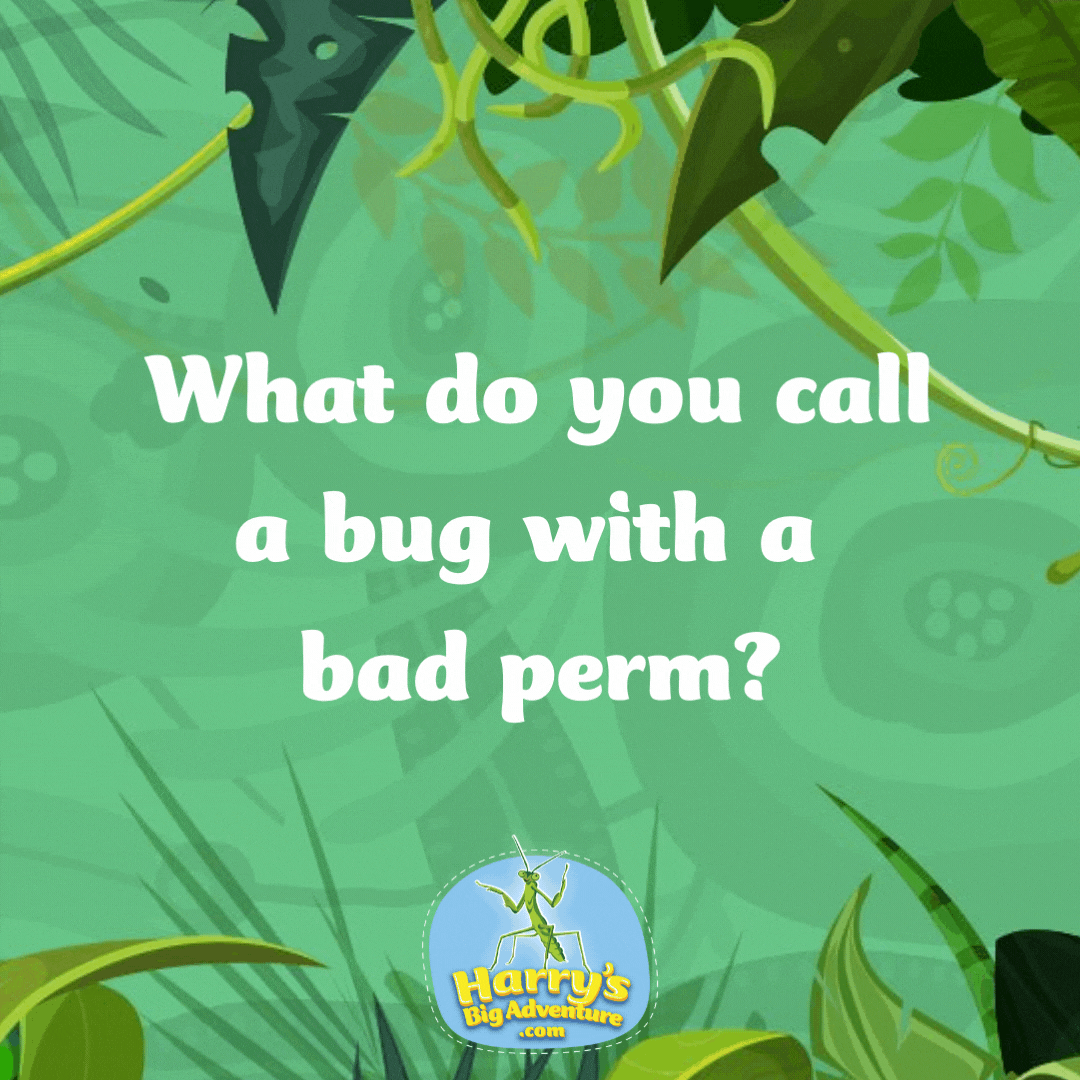 What do you call a bug with a bad perm? A frizz-bee!