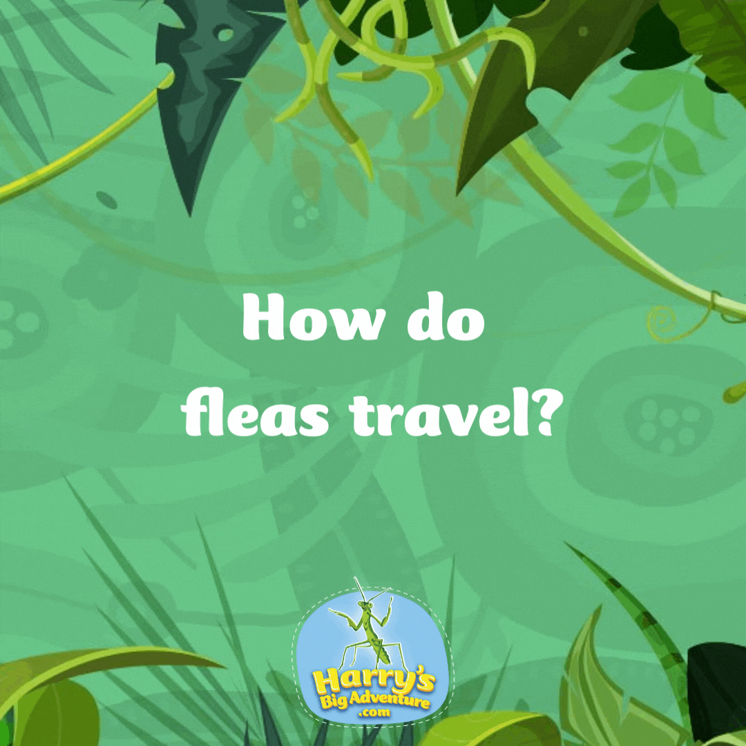 How do fleas travel? They itch-hike! Bug puns.
