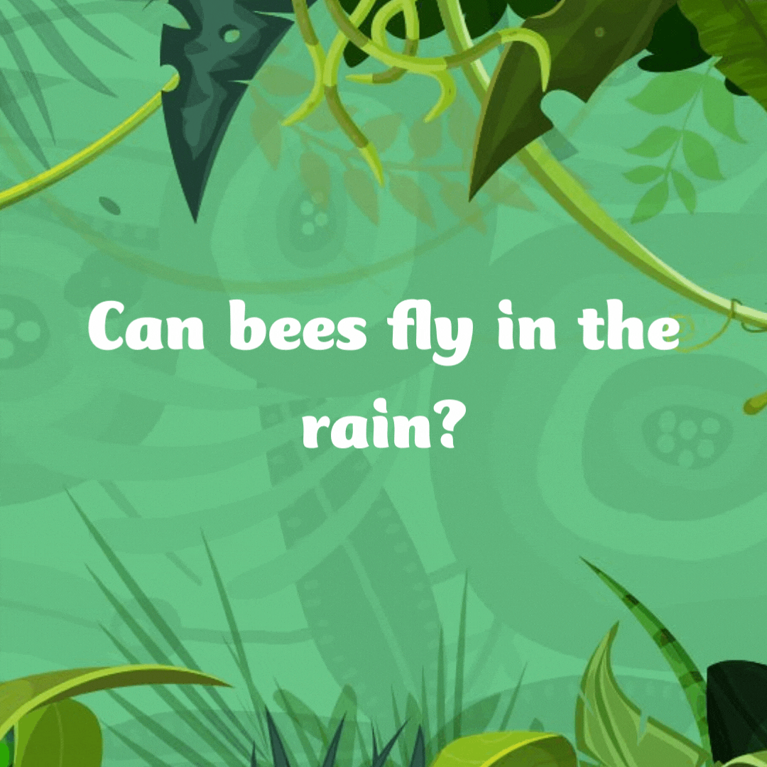 Can bees fly in the rain?