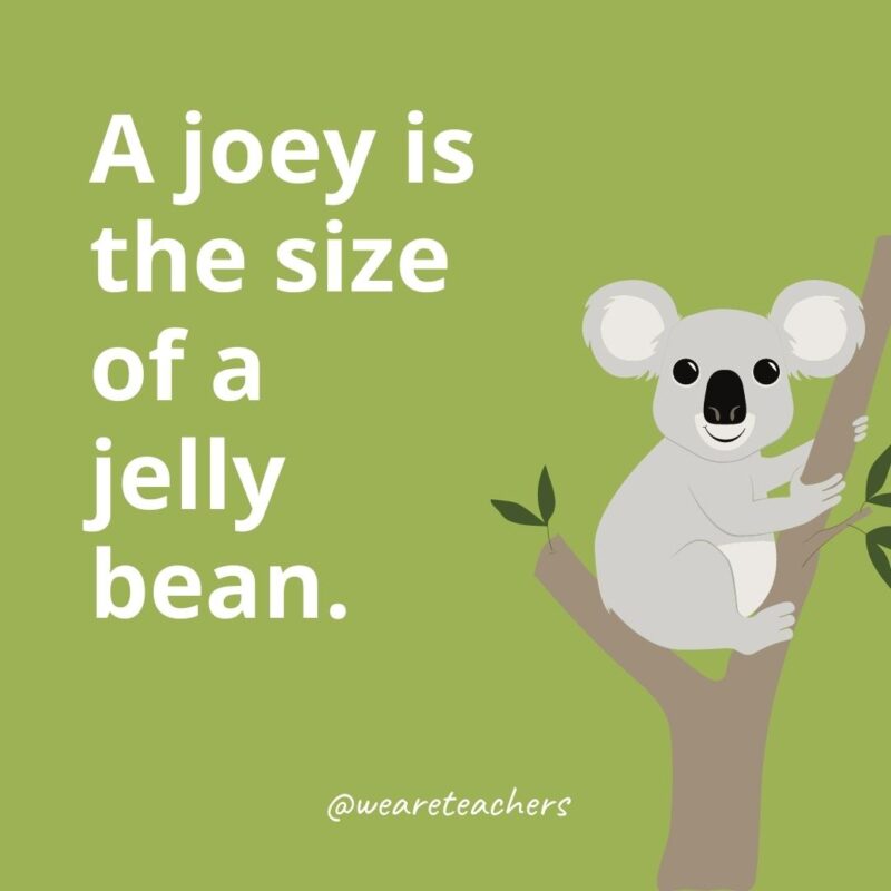 A joey is the size of a jelly bean.
