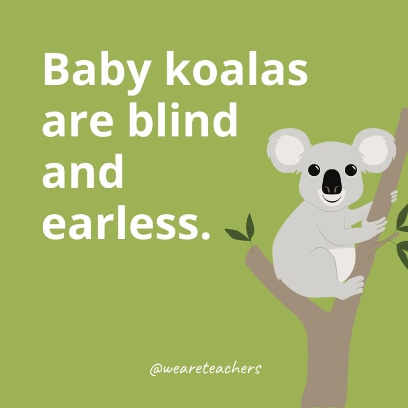 Baby koalas are blind and earless.
