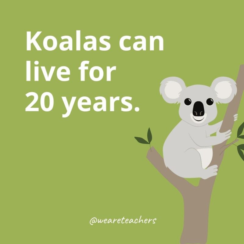 Koalas can live for 20 years.