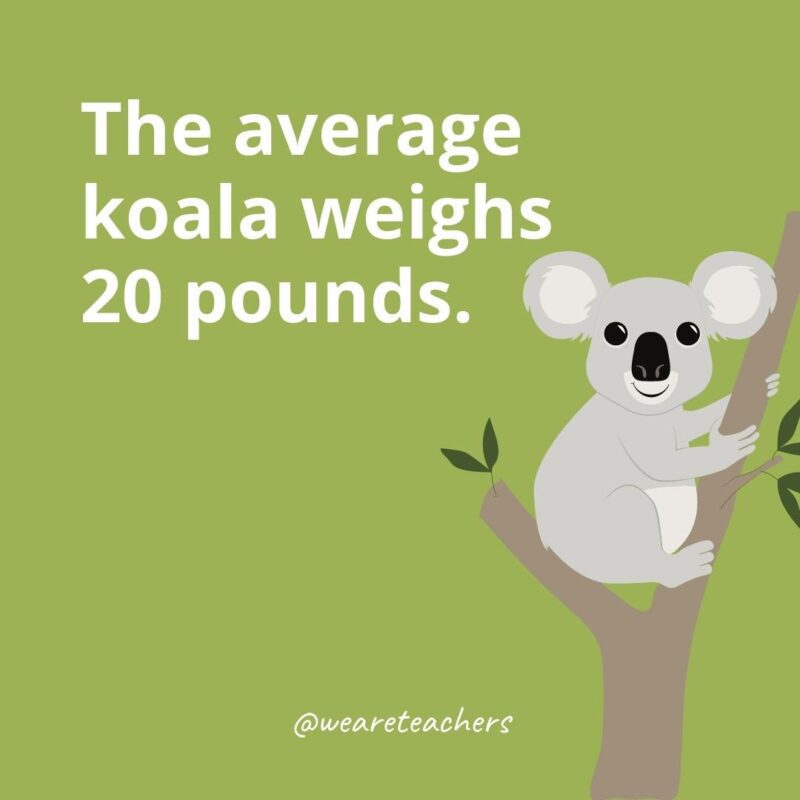 The average koala weighs 20 pounds.