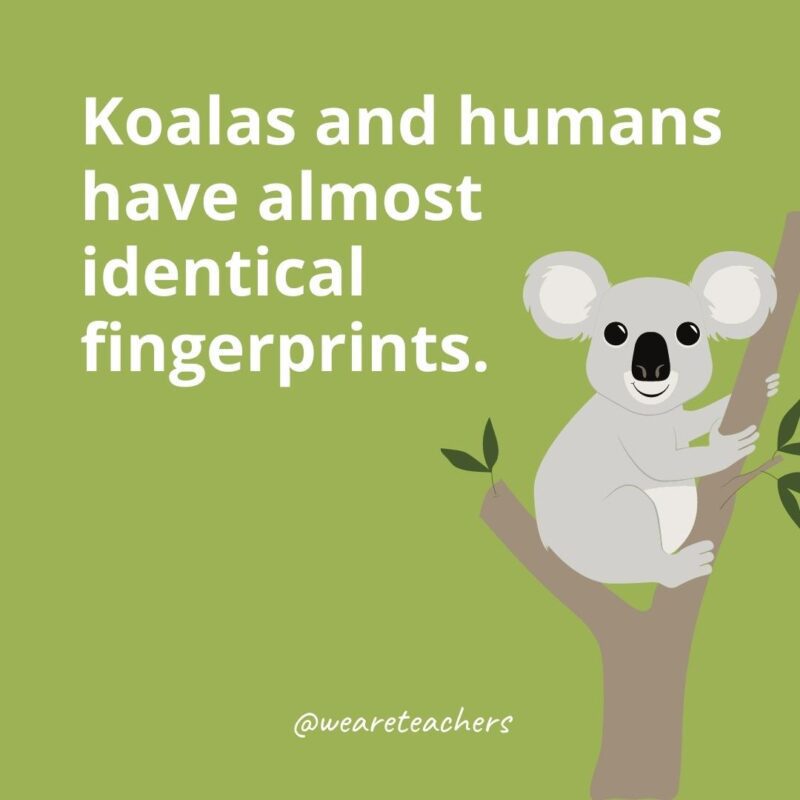 Koalas and humans have almost identical fingerprints.
