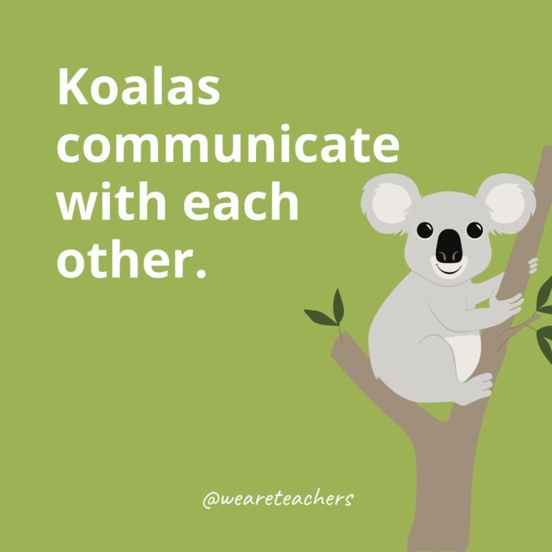 Koalas communicate with each other.
