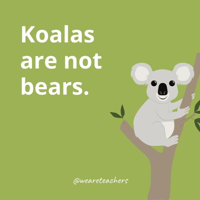 Koalas are not bears.