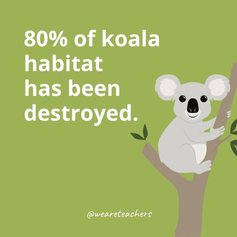 80% of koala habitat has been destroyed.
