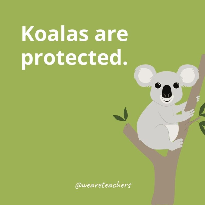 Koalas are protected.