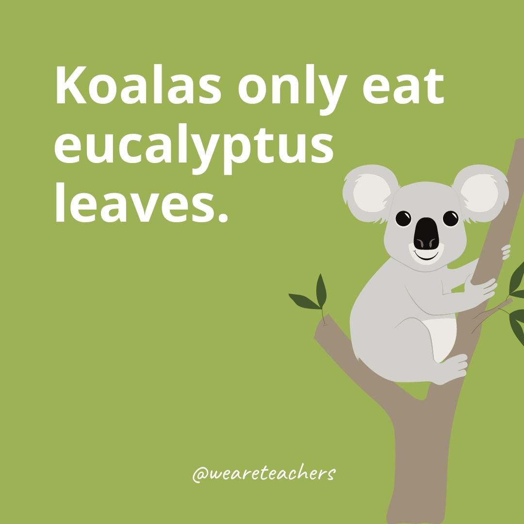 21 Incredible Koala Facts for Kids - Edulogg