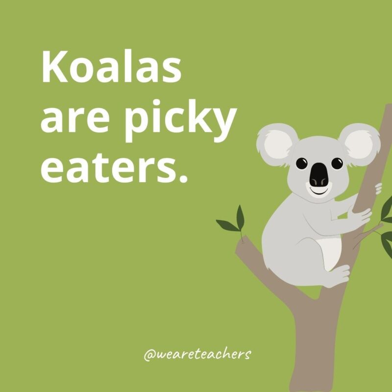 Koalas are picky eaters.