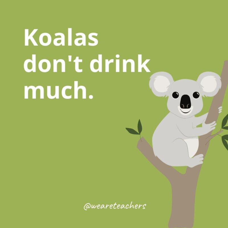 Koalas don’t drink much.