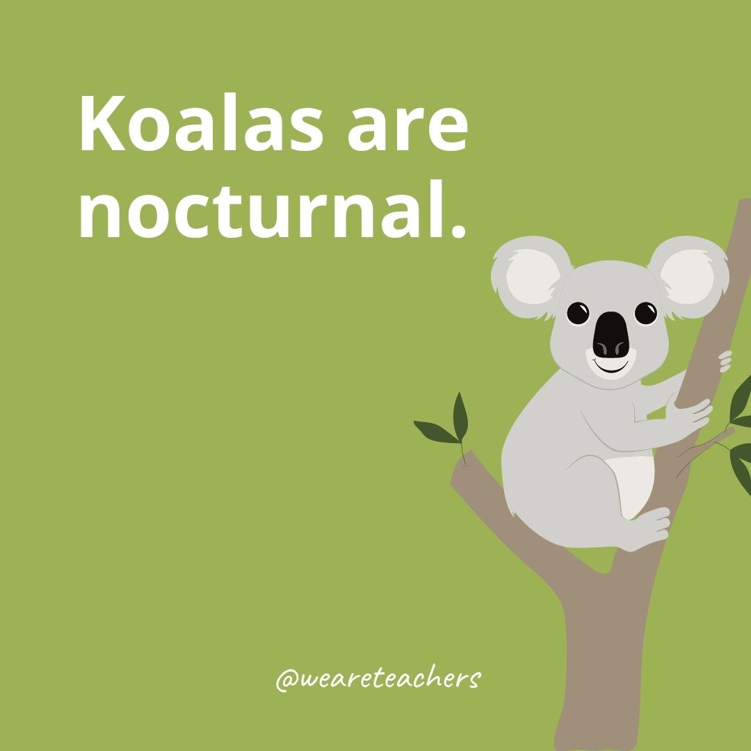 Koala Facts for Kids That Are Perfect for the Classroom and at Home!