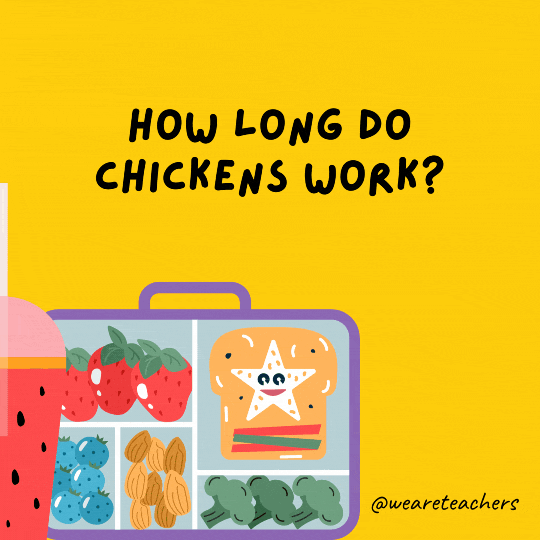 How long do chickens work?