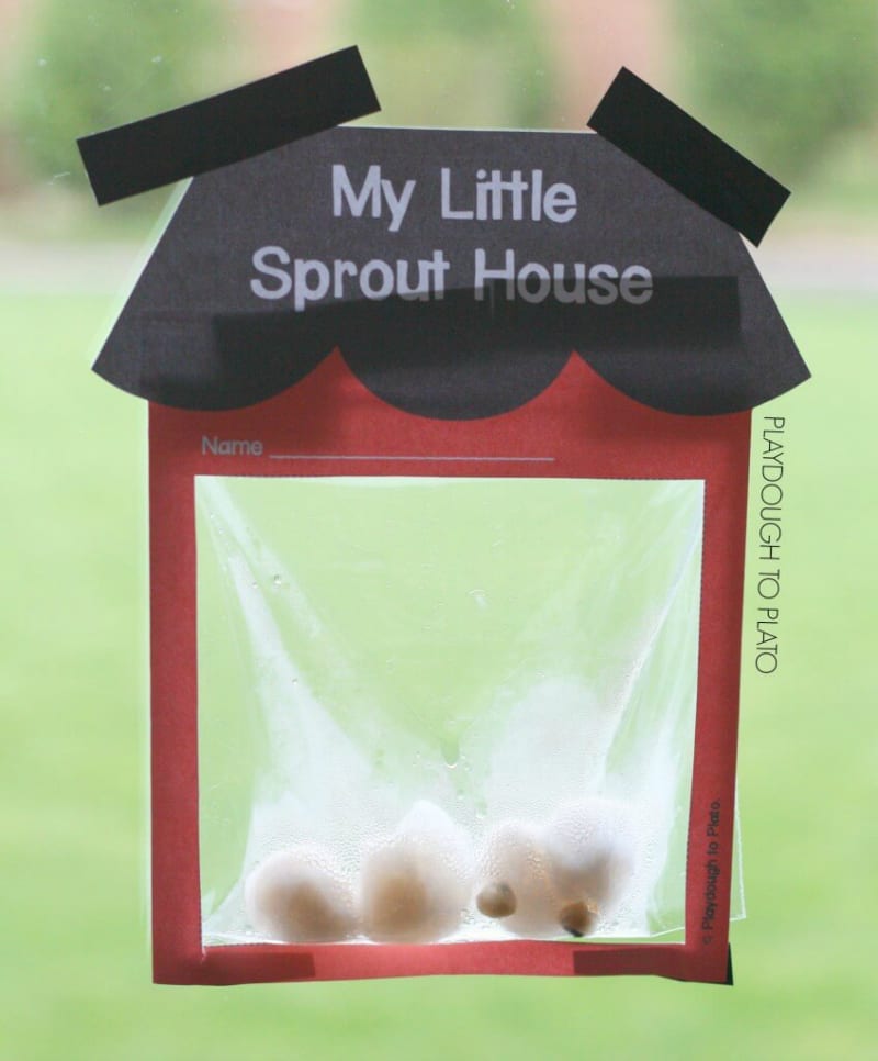 Paper house with plastic bag window containing bean seeds, labeled My Little Sprout House (Plant Life Cycle Activities)