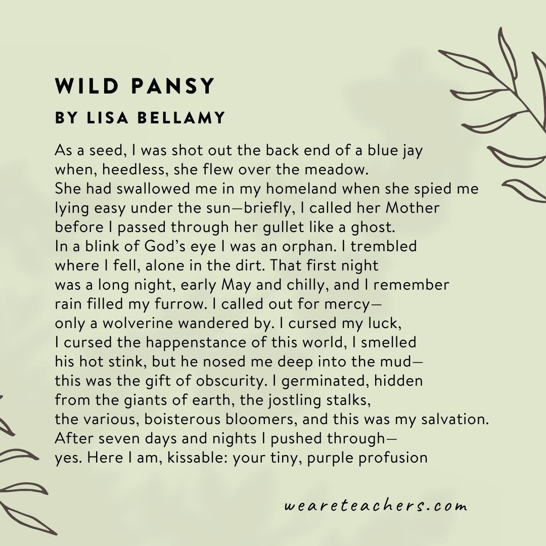 Wild Pansy by Lisa Bellamy.