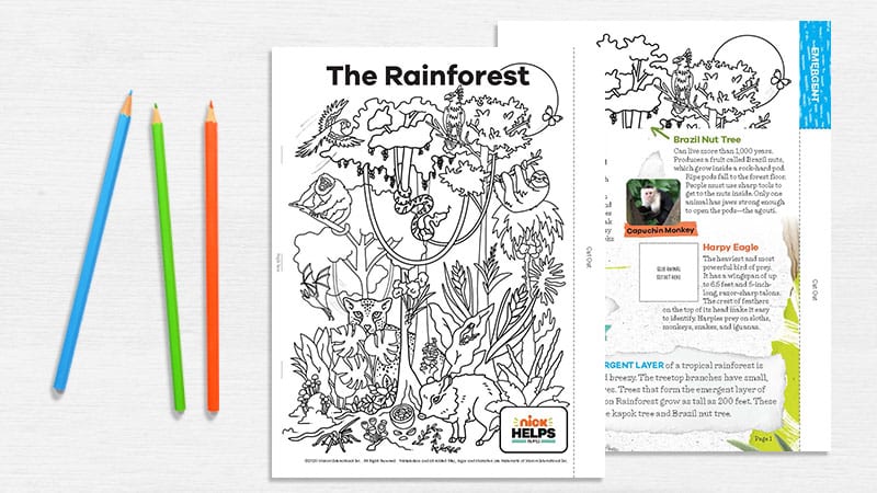 printable rainforest animal flipbook for grades 3 5