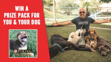 NorthShore Mutt Giveaway with an image of Caesar Millan with his dogs.