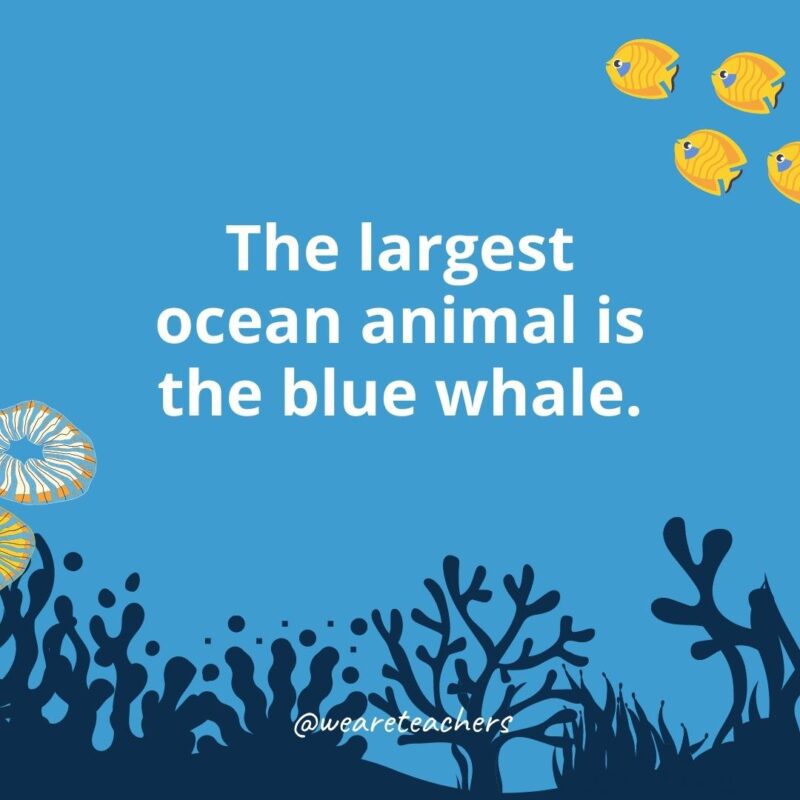 The largest ocean animal is the blue whale.