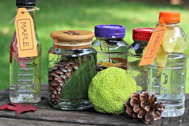 Jars and bottles containing leaves and pinecones with labels identifying types of trees