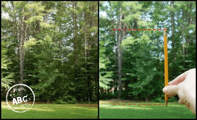 Student using a pencil to estimate the height of a tree