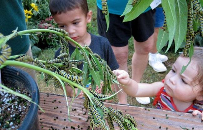 Students looking at monarch caterpillars on milkweed