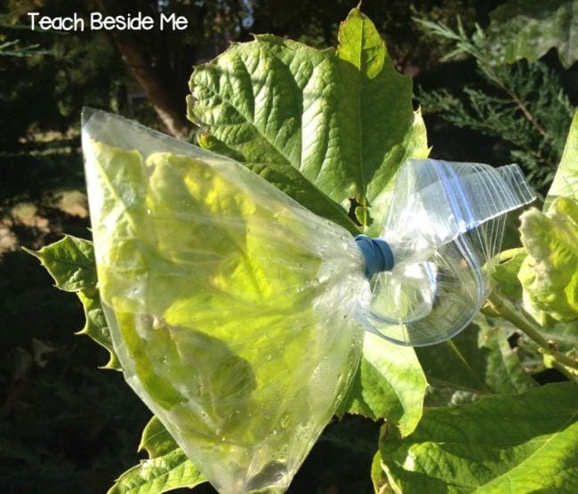 Plastic bag taped around the end of a tree branch, enclosing leaves