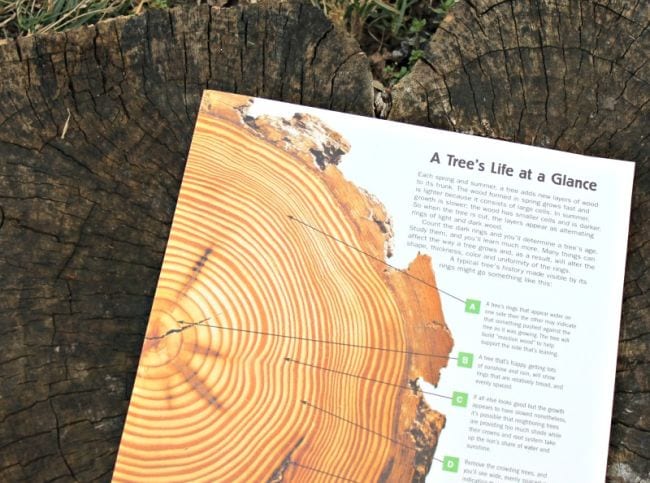 A Tree's Life at a Glance printable lying on a tree trunk (Outdoor Science)