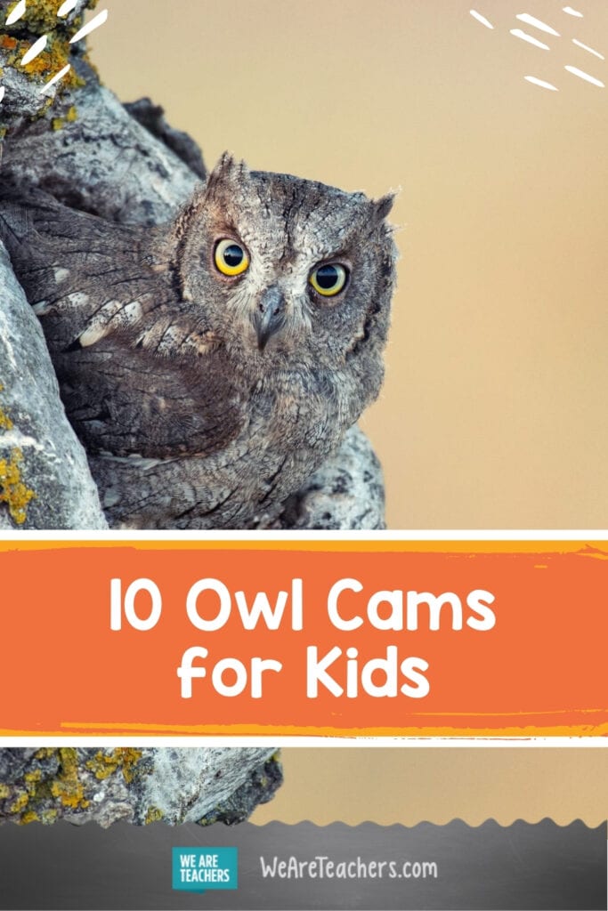 Don't Miss The Best Owl Cams for Kids