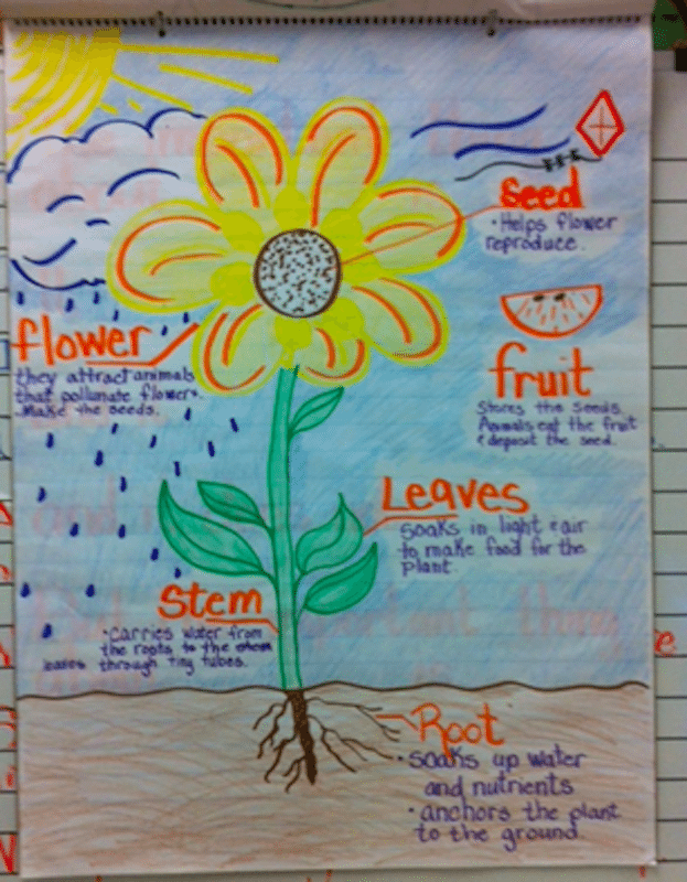 Anchor chart of a flower and its parts.