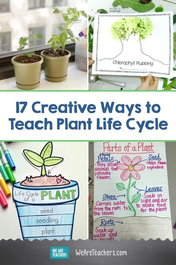 Plant Life Cycle Anchor Chart