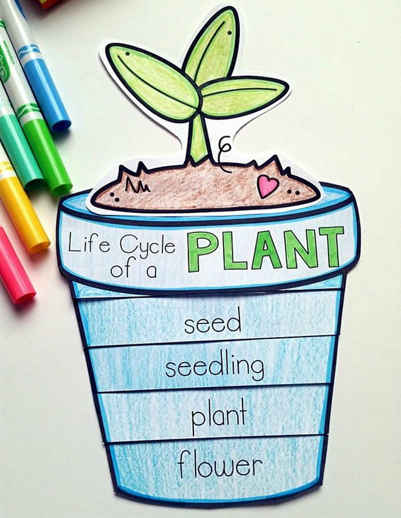 Parts Of A Plant Anchor Chart